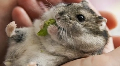 Pe care iarba le poate primi hamsteri